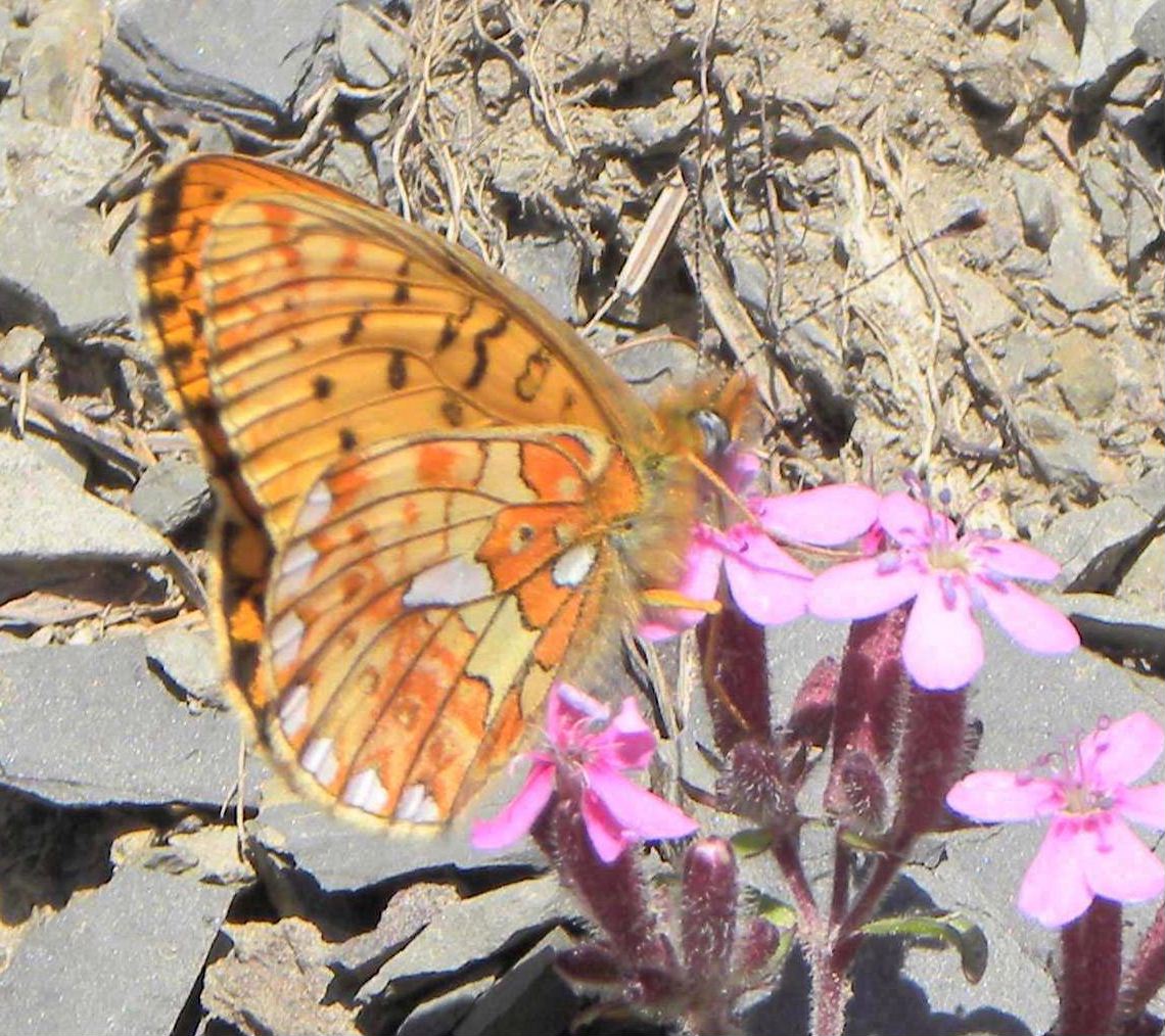 determinazione farfalla - Boloria (Clossiana) euphrosyne